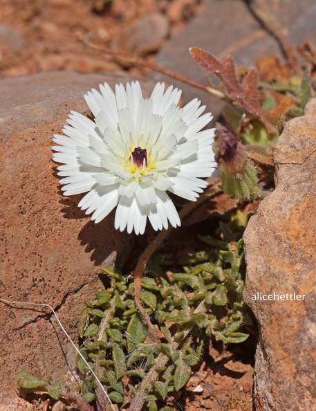 Bitterkraut (Picris coronopifolia)